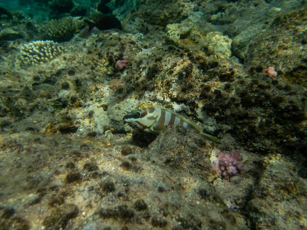 红海珊瑚礁底部有条纹的石斑鱼 — 图库照片