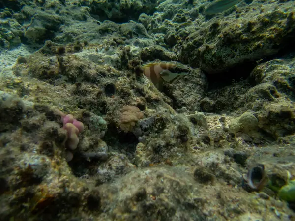 红海珊瑚礁底部有条纹的石斑鱼 — 图库照片