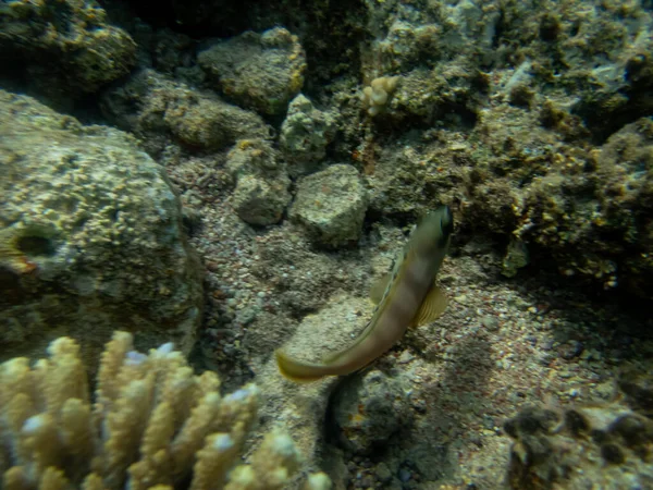Kızıl Deniz Deki Mercan Resifinin Dibinde Çizgili Bir Orfoz Balığı — Stok fotoğraf