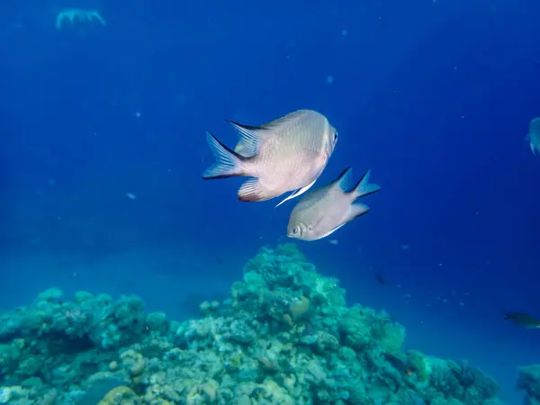 Abudefduf Vaigiensis Arrecife Coral Del Mar Rojo —  Fotos de Stock