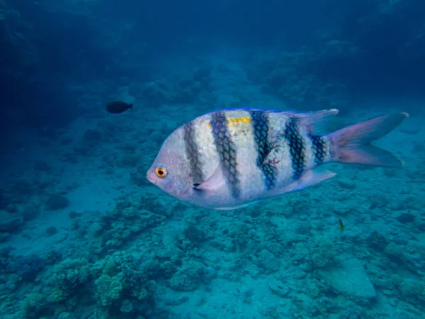 Abudefduf Vaigiensis Red Sea Coral Reef — Stock Photo, Image