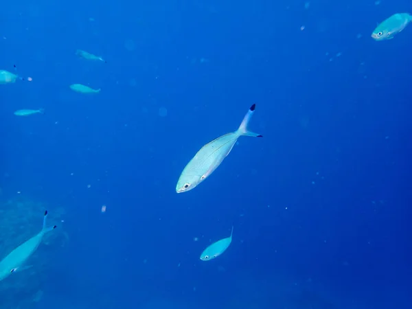 Abudefduf Vaigiensis Dans Récif Corallien Mer Rouge — Photo