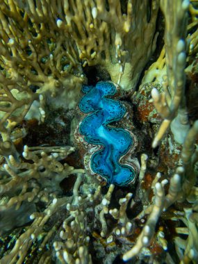 Kızıl Deniz mercan resifindeki dev tridacna.