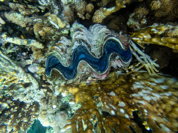 Гигантская Тридакна Коралловом Рифе Красного Моря — стоковое фото