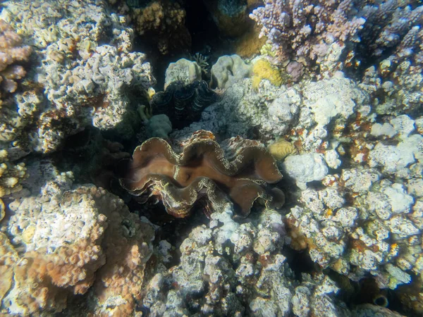 Óriási Tridacna Vörös Tengeri Korallzátonyban — Stock Fotó