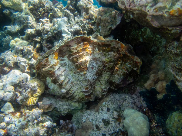 紅海のサンゴ礁の巨大なトリダクナ — ストック写真