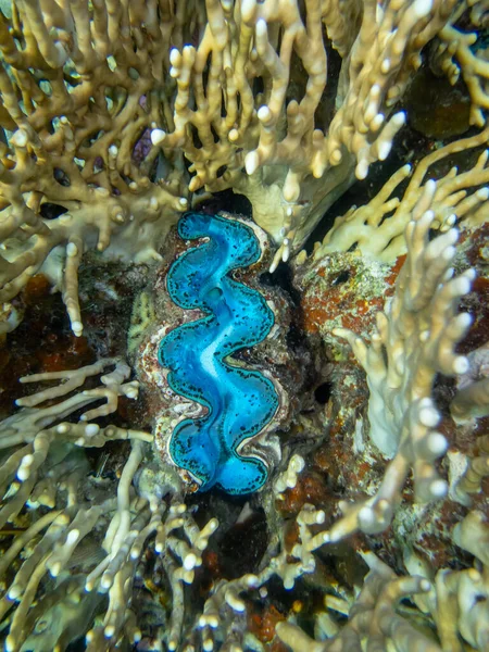 红海珊瑚礁中的大角藻 — 图库照片