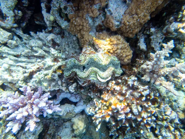 Tridacna Gigante Arrecife Coral Del Mar Rojo — Foto de Stock