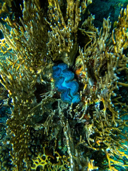 산호초에 거대한 Tridacna — 스톡 사진