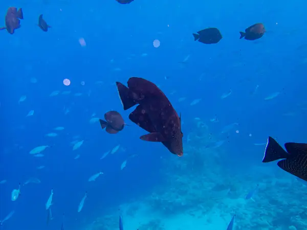 Zebrasoma Sailor Desjardins Coral Reef Red Sea — Stock Photo, Image