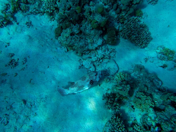 Arothron Stellatus Arrecife Coral Del Mar Rojo — Foto de Stock