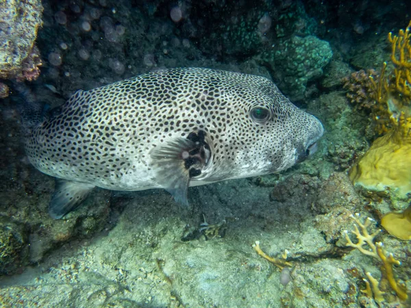 Kızıl Deniz mercan resifinde Arothron stellatus