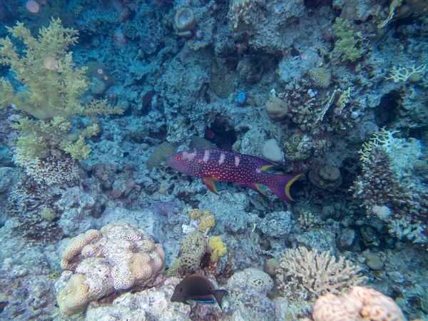 Variola Louti Ett Korallrev Röda Havet — Stockfoto