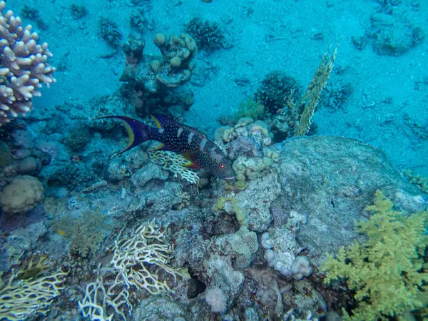 Variola Louti Kızıl Deniz Deki Mercan Resifinde — Stok fotoğraf