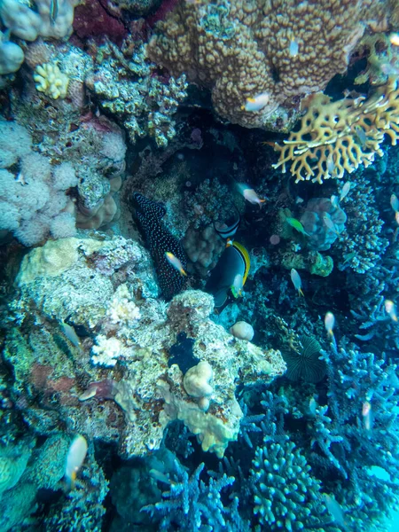 Variola Louti Coral Reef Red Sea — Stock Photo, Image