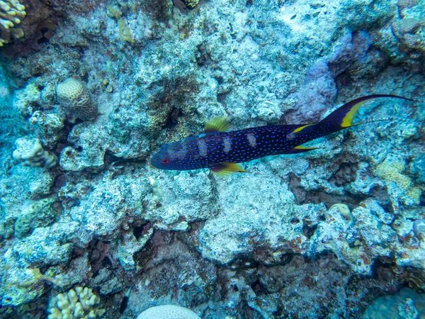 Variola Louti Ett Korallrev Röda Havet — Stockfoto
