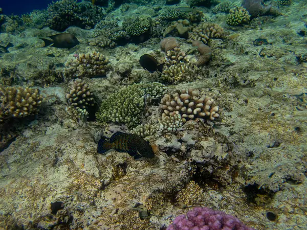 Variola Louti Recife Coral Mar Vermelho — Fotografia de Stock