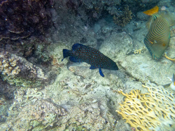 紅海のサンゴ礁のヴァローラ ルッティ — ストック写真
