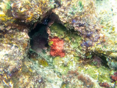 Kızıl Deniz 'in dibindeki alışılmadık güzellikteki mercanlar. Muhteşem mercan kayalıkları..