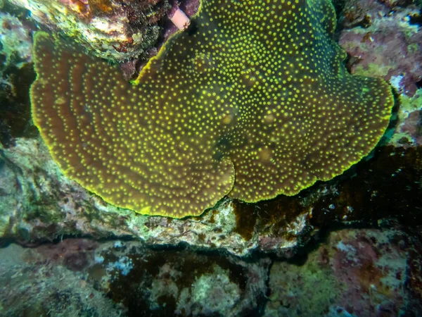 Ασυνήθιστα Όμορφα Κοράλλια Στον Πυθμένα Της Ερυθράς Θάλασσας Υπέροχος Κοραλλιογενής — Φωτογραφία Αρχείου