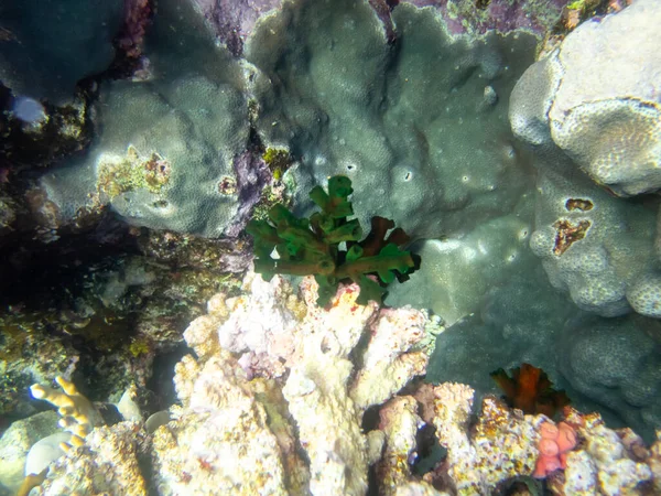 Надзвичайно Красиві Корали Дні Червоного Моря Казковий Кораловий Риф — стокове фото
