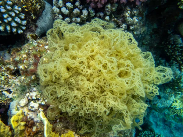 Corais Extraordinariamente Bonitos Fundo Mar Vermelho Fabuloso Recife Coral — Fotografia de Stock
