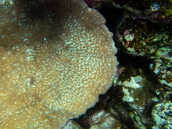 Szokatlanul Szép Korallok Vörös Tenger Fenekén Mesés Korallzátony — Stock Fotó