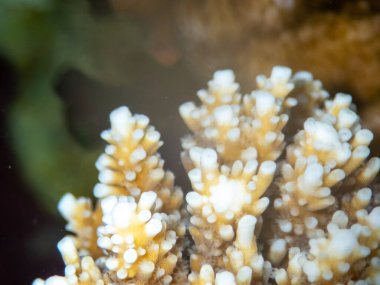 Kızıl Deniz 'in dibindeki alışılmadık güzellikteki mercanlar. Muhteşem mercan kayalıkları..