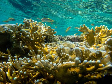 Kızıl Deniz 'in dibindeki alışılmadık güzellikteki mercanlar. Muhteşem mercan kayalıkları..