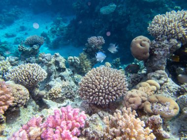Kızıl Deniz 'in dibindeki alışılmadık güzellikteki mercanlar. Muhteşem mercan kayalıkları..