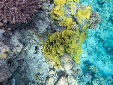 Kızıl Deniz 'in dibindeki alışılmadık güzellikteki mercanlar. Muhteşem mercan kayalıkları..
