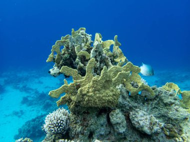 Kızıl Deniz 'in dibindeki alışılmadık güzellikteki mercanlar. Muhteşem mercan kayalıkları..