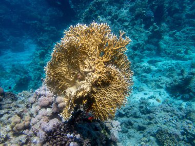 Kızıl Deniz 'in dibindeki alışılmadık güzellikteki mercanlar. Muhteşem mercan kayalıkları..