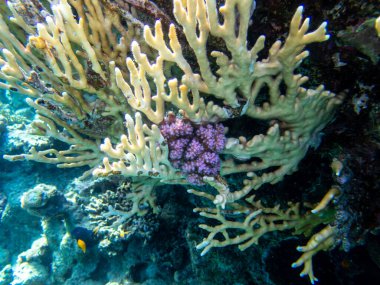 Kızıl Deniz 'in dibindeki alışılmadık güzellikteki mercanlar. Muhteşem mercan kayalıkları..