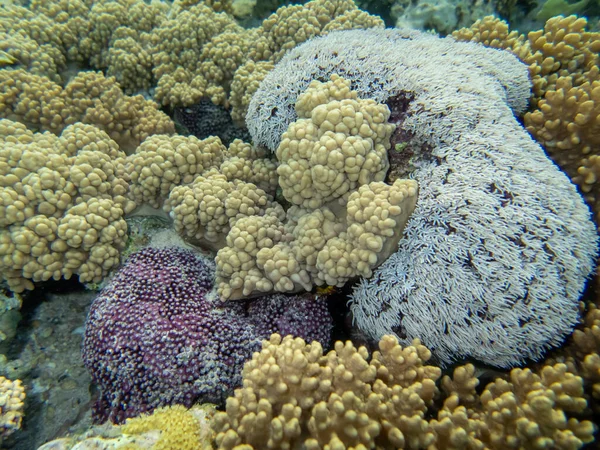 Ovanligt Vackra Koraller Röda Havets Botten Fantastiskt Korallrev — Stockfoto
