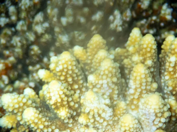Coralli Insolitamente Belli Sul Fondo Del Mar Rosso Favolosa Barriera — Foto Stock