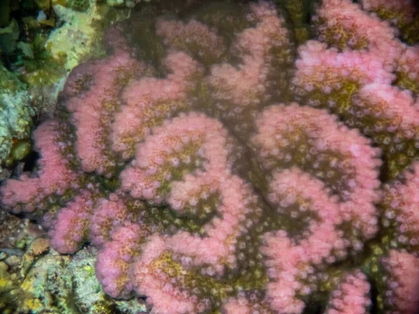 Ongewoon Mooie Koralen Bodem Van Rode Zee Prachtig Koraalrif — Stockfoto