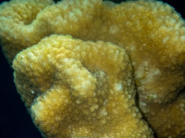 Uvanlig Vakre Koraller Bunnen Rødehavet Utmerket Korallrev – stockfoto
