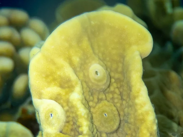 紅海の底にある異常に美しいサンゴ 素晴らしいサンゴ礁 — ストック写真