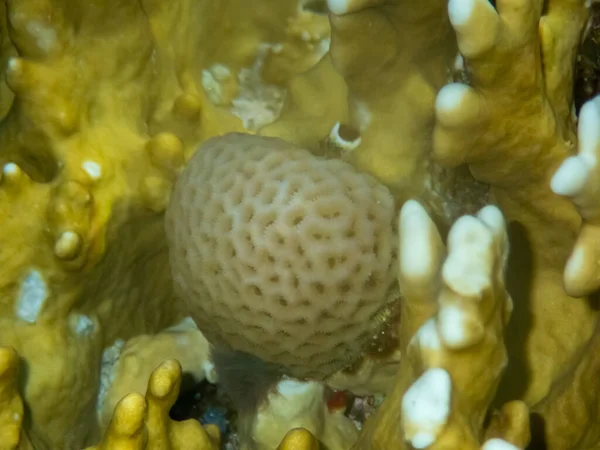 홍해의 바닥에 비정상적으로 아름다운 산호초 — 스톡 사진