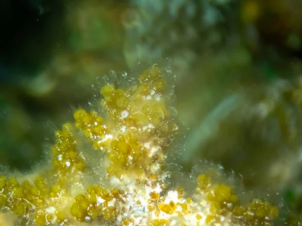 红海海底异常美丽的珊瑚 神奇的珊瑚礁 — 图库照片