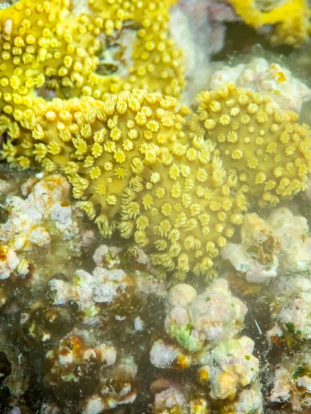 红海海底异常美丽的珊瑚 神奇的珊瑚礁 — 图库照片