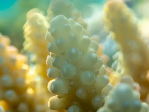 Надзвичайно Красиві Корали Дні Червоного Моря Казковий Кораловий Риф — стокове фото