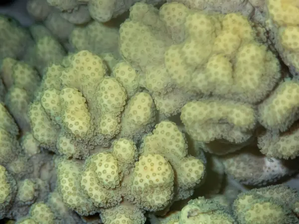 Coralli Insolitamente Belli Sul Fondo Del Mar Rosso Favolosa Barriera — Foto Stock