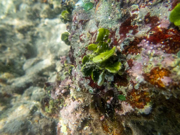 Corales Inusualmente Hermosos Fondo Del Mar Rojo Arrecife Coral Fabuloso —  Fotos de Stock
