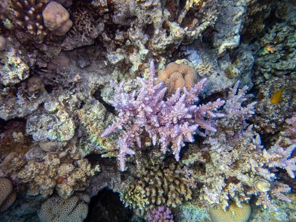 홍해의 바닥에 비정상적으로 아름다운 산호초 — 스톡 사진