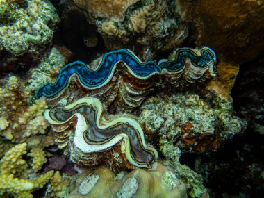 Kızıl Deniz mercan resifindeki dev tridacna.