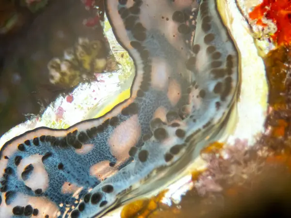 Гігантська Трідаконна Кораловому Рифі Червоного Моря — стокове фото