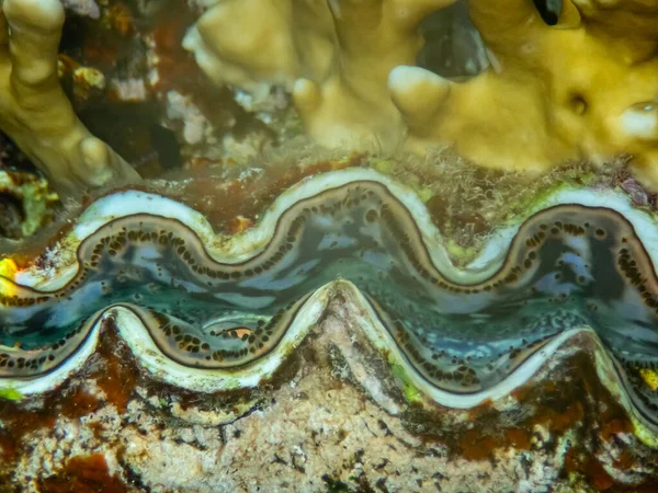 Riesige Tridacna Korallenriff Des Roten Meeres — Stockfoto
