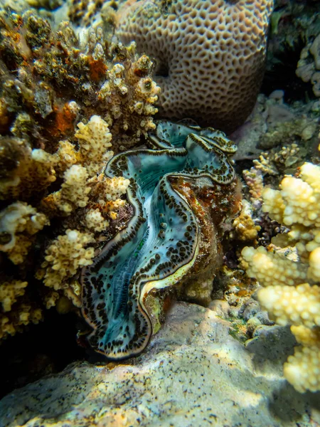 Гигантская Тридакна Коралловом Рифе Красного Моря — стоковое фото